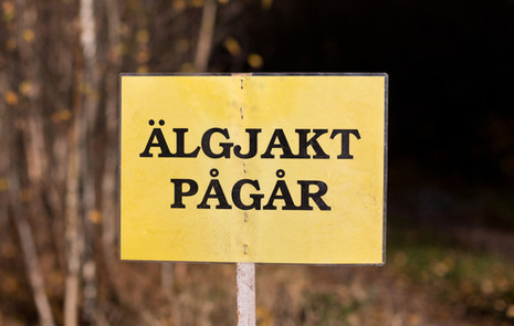 en gul skylt med texten älgjakt pågår i svart står intill en skog 
