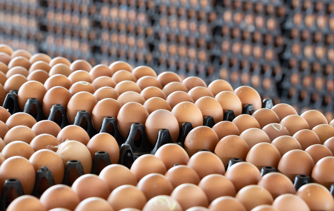 Massor av ägg sorterade i äggbackar i rader.