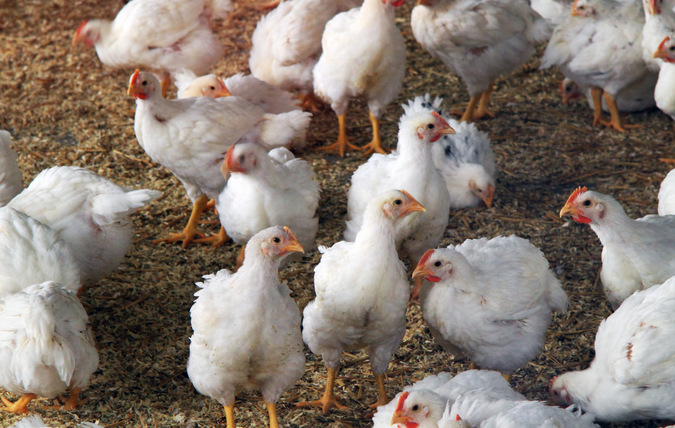 En flock med kycklingar som går fritt på marken.