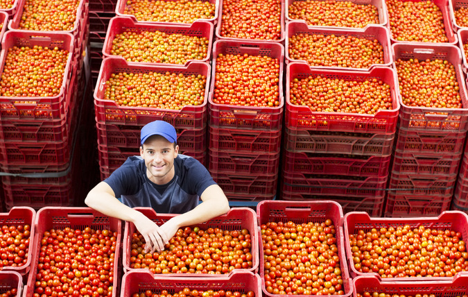 Man står bland en massa lådor med tomater