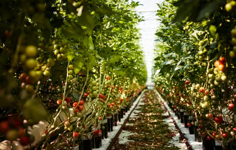 Tomatodling