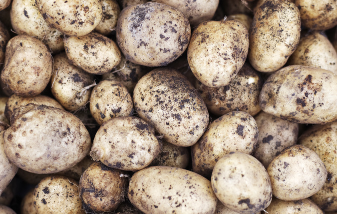 Närbild på nyskördade potatisar