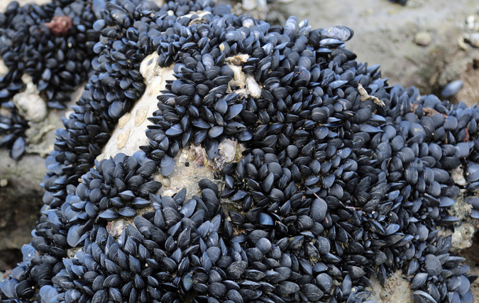Massor av musslor på klippa vid havet