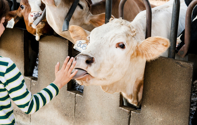 Barn hälsar på en ko på en bondgård. Kon slickar på barnets hand.