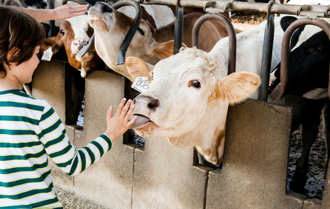 Barn hälsar på en ko på en bondgård. Kon slickar på barnets hand.