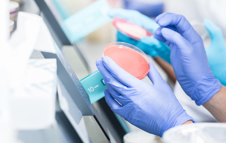 A person observing a petri dish in a laboratory 