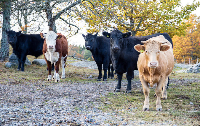 Köttdjur på bete