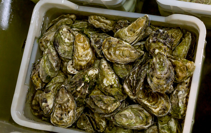 Oysters