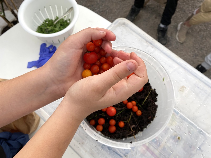 Elev arbetar med jord och tomater.