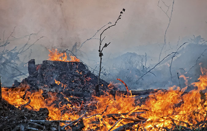 Brinnande träd och kvistar på marken vid skogsbrand