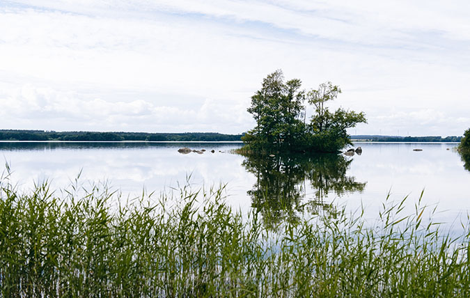 Bild på en sjö med vass i förgrunden och en liten ö med träd
