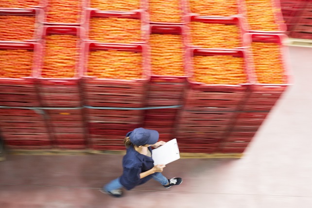 En person går med snabba steg utmed stora plasttråg med tomater i ett förvaringslager