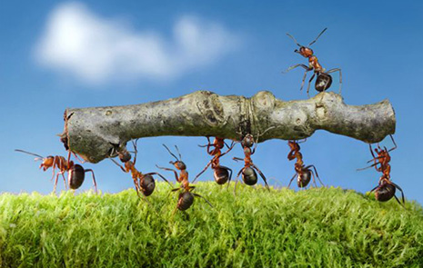 Myror som bär en pinne