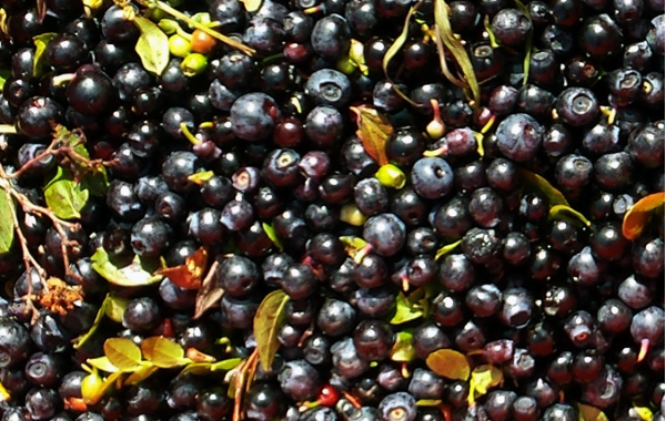 vad är antioxidanter bra för vad är antioxidanter bra för