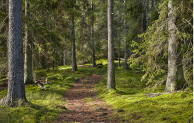 Skog i Uppland