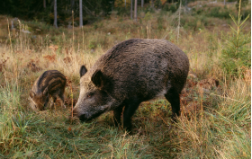 Vildsvin med unge som bökar i marken