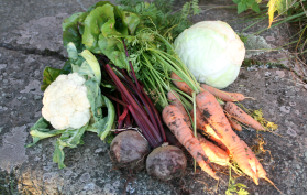 Rödbetor, morötter, vitkål och blomkål