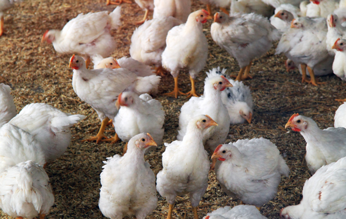 En grupp vita kycklingar