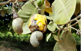 Cashewnöt på träd